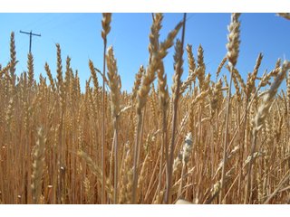 Property photo 32 - 108 +/- Acres Offered in 2 Tracts - Land Auction